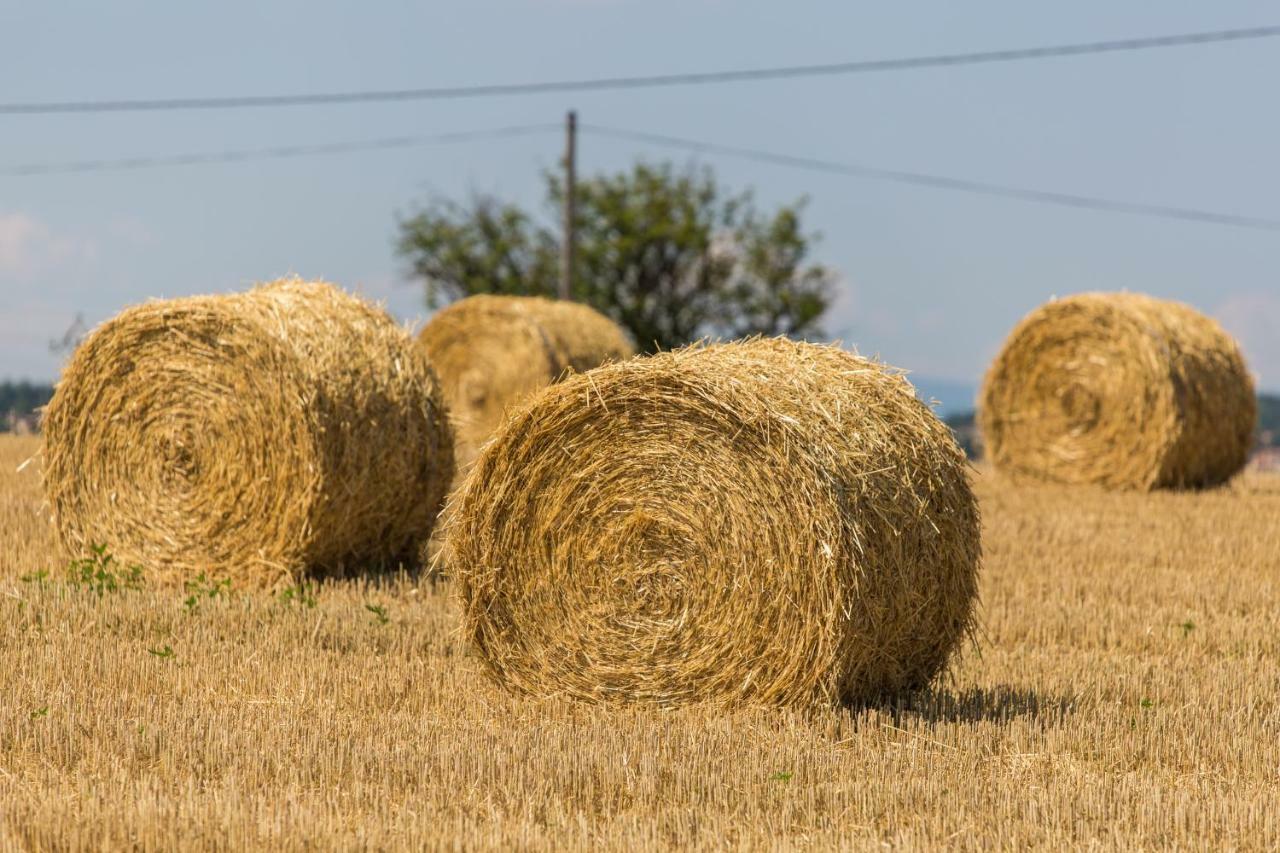 Les Mésanges Du Domaine Du Moulin 31 * Trollat